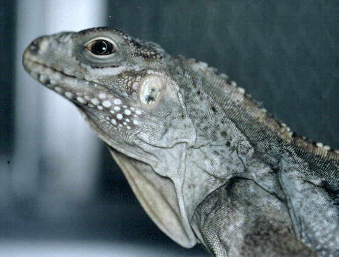 Cyclura nubila lewisii x C. n. caymanensis.  These hybrid iguanas, native to the Caribbean, have been captive bred for generations.  For more information, see http://anapsid.org/cyclura/