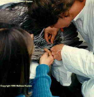 a vet tech is drawing a blood sample from a pelican who is about to have a radio transmitter attached prior to its release. 