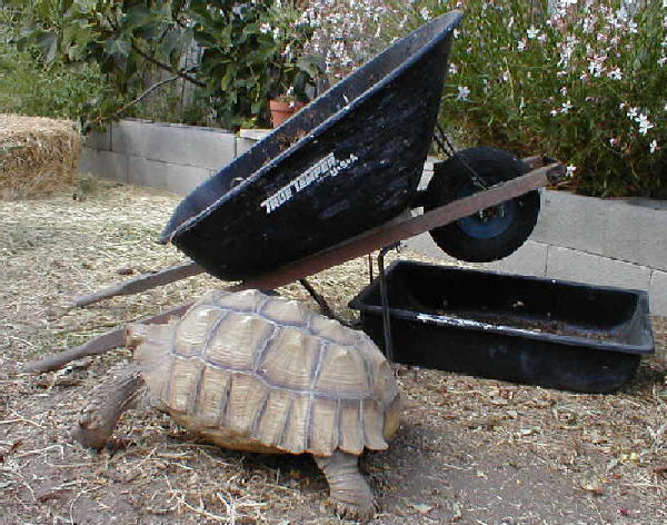 Buddy and wheelbarrow, view 2