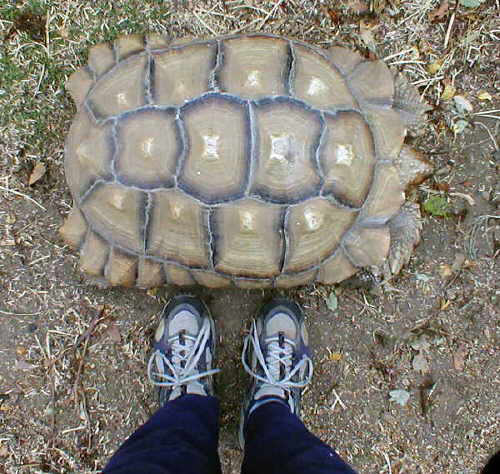 Buddy by feet